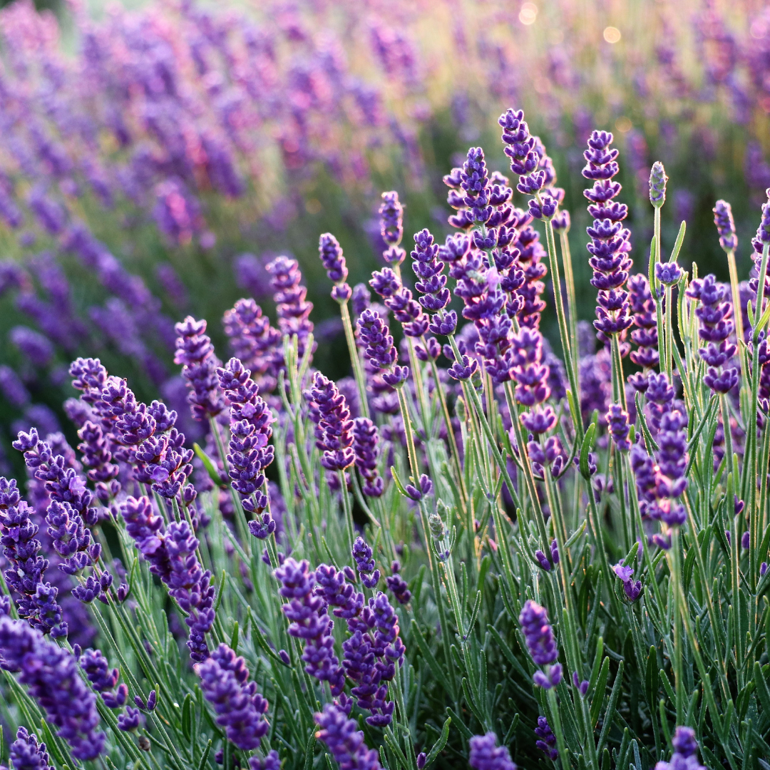 Lavender Face & Body Oil